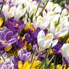 Bloomique - Mix 40 - Krokus - Krokus - Mix kolorów - Podgląd zdjęcia produktu 1