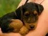 Calvendo Ein Motiv aus dem Kalender Airedale Terrier Welpen Produktbild-Vorschau 2