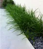 Stauden Gänge 1 x Carex morrowii 'Irish Green' im 1 Liter Produktbild-Vorschau 4