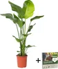 Strelicja - Strelitzia nicolai - Wysokość 90-110cm - ⌀21cm Podgląd zdjęcia produktu 1