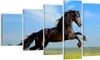 Bild auf Leinwand - Leinwandbild - Schwarzes Pferd Pferd Produktbild-Vorschau 1