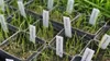 Seedlings in small pots, each with a label. Voir les images du produit