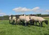 AKO TitanNet PremiumPlus, 50 m blau/weiß, 108cm, Produktbild-Vorschau 11