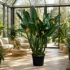 Strelitzia reginae, známa ako rastlina paradízového vtáka, Náhľad obrázku produktu 1