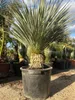 Yucca Rostrata ca.120cm Winterhart bis -19 Grad  blaue Produktbild-Vorschau 1