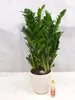 [Palmenlager] XL Zamioculcas zamiifolia "Zamia Farn" 90 cm Produktbild-Vorschau 2