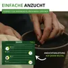 Markerbsen Bördi Samen - Pisum sativum - Erbsensamen - Produktbild-Vorschau 4