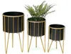 Three black metal plant stands with gold legs and accents, one holding a fern. Podgląd zdjęcia produktu