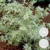 Bloomique - 4er Set - Acer Butterfly - Japanischer Ahorn - Produktbild-Vorschau 2