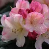 Rhododendron 'Percy Wiseman' | 40-50 cm in pot Productafbeelding-voorbeeld 1