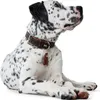 Collare Hunter Cody in pelle, misura:45 cm, Anteprima dell’immagine prodotto 5