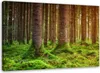 Leinwandbild waldbäume moos natur 100x70 cm Feeby grün Produktbild-Vorschau 1