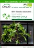 SAFLAX  -- Basilico tailandese - 250 semi - Con substrato - Anteprima dell’immagine prodotto 1