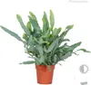Bloomique - 3er-Mix - Luftreinigende Farne - Asplenium, Produktbild-Vorschau 5