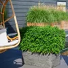 Plants by Frank | XL Bambus Pflanze Winterhart | Fargesia Produktbild-Vorschau 2