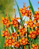 Crocosmia x crocosmiifl. 'Emily McKenzie', Montbretie, Produktbild-Vorschau 6