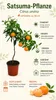 Satsuma (mandarynka) jako sadzonka, wysokość ok. 50 cm – Podgląd zdjęcia produktu 2