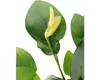 Zwergspeerblatt - Anubias barteri nana In-Vitro Produktbild-Vorschau 3