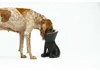 Ciotola per cani United Pets Up Elisabeth Nero Acciaio inox Anteprima dell’immagine prodotto 10