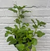 6 x Melissa officinalis - Zitronenmelisse im topf 9 x 9 cm Produktbild-Vorschau 1