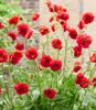 A close-up of bright red flowers with green foliage. Produktbild-Vorschau