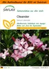 SAFLAX - Garden in the Bag - Oleander - 50 Samen - Mit Produktbild-Vorschau 1