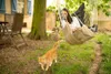 A woman relaxes in a hanging chair in a garden, while an orange cat walks in the foreground. Náhled obrázku produktu
