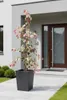 Cercis canadensis 'Carolina Sweetheart'® 160-170 cm – Produktbild-Vorschau 2
