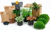 Planten Terrarium Paket - Jungle 5 - Coffea - Varen - Palm Produktbild-Vorschau 1