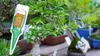 Bonsai-Dünger - 30 ml - Flüssig - Regeneriert Pflanzen - Produktbild-Vorschau 5