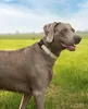 lionto Hundehalsband reflektierend, gepolstert & Produktbild-Vorschau 2