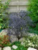 Sambucus nigra 'Black Lace', Schwarzer Holunder, dunkelrot, Produktbild-Vorschau 10