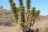 SAFLAX  - Albero di Giosuè - 10 semi - Con substrato - Anteprima dell’immagine prodotto 5