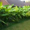 GreenboutiQ - Obstpflanze - Bananenpflanze - Musa Basjoo - Produktbild-Vorschau 5