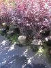 Prunus cerasifera Nigra - Blutpflaume Produktbild-Vorschau 3