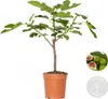Bloomique - Ficus Carica Brown Turkey - Drzewo figowe - Podgląd zdjęcia produktu 3