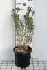 Atriplex halimus - Tuinmispel, hoogte 30-40 cm, pot Productafbeelding-voorbeeld 1