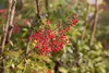 Nandina domestica - Nandina Domestica 30- 40 cm - Container Produktbild-Vorschau 4