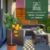 Meine Orangerie Mandarinenbaum Mezzo - veredelter Produktbild-Vorschau 5