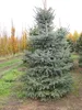 Stech-Fichte ´GLAUCA´ 40-50 cm, Cont. 3 l Produktbild-Vorschau 3