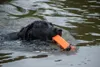 Dog Comets Orion (Dummy) Orange Produktbild-Vorschau 3
