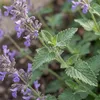 Bloomique - Lot de 6 - Nepeta Walker's Low - Cataire - Voir les images du produit 3