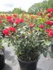 Rosa Zepeti ® - Beetrose Zepeti ® - Meibenbino ® - Meilland Produktbild-Vorschau 2