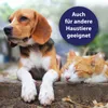 Canosept Hautpflegespray für Hunde, 250 ml, gegen Juckreiz, Produktbild-Vorschau 3