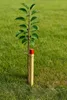 A young tree is staked in a grassy lawn. Produktbild-Vorschau