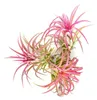 Gardnerova Tillandsia ionantha červená Náhľad obrázku produktu 4