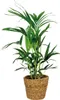 Bloomique - Howea Forsteriana - Kentia Palme - Produktbild-Vorschau 1