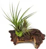 Tillandsias sur racine de Mopani - l - 2 plantes Voir les images du produit 1