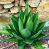 Semená Agave Kerchovei - balenie 5 ks - Exotické semená - Náhľad obrázku produktu 6