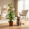 Monstera Minima am Moosstab grün 90cm 19cm Zimmerpflanze Produktbild-Vorschau 3